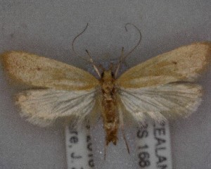  ( - NZAC04258061)  @11 [ ] No Rights Reserved (2025) Unspecified Landcare Research, New Zealand Arthropod Collection