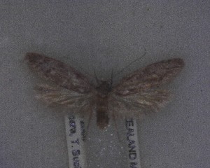  (Chersadaula scholaea - NZAC04258077)  @11 [ ] No Rights Reserved (2025) Unspecified Landcare Research, New Zealand Arthropod Collection