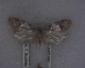  (Chersadaula - NZAC04258078)  @11 [ ] No Rights Reserved (2025) Unspecified Landcare Research, New Zealand Arthropod Collection