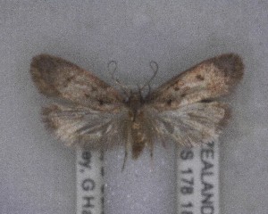  (Euchersadaula - NZAC04258082)  @11 [ ] No Rights Reserved (2025) Unspecified Landcare Research, New Zealand Arthropod Collection