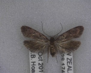  (Euchersadaula rufopunctella - NZAC04258084)  @11 [ ] No Rights Reserved (2025) Unspecified Landcare Research, New Zealand Arthropod Collection