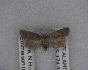  (Mermeristis - NZAC04258086)  @11 [ ] No Rights Reserved (2025) Unspecified Landcare Research, New Zealand Arthropod Collection