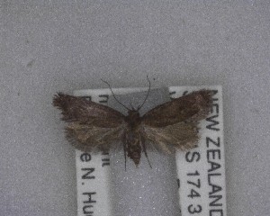  ( - NZAC04258087)  @11 [ ] No Rights Reserved (2025) Unspecified Landcare Research, New Zealand Arthropod Collection