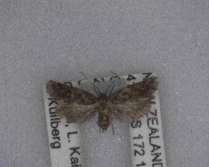 (Mermeristis - NZAC04258088)  @11 [ ] No Rights Reserved (2025) Unspecified Landcare Research, New Zealand Arthropod Collection