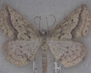  (Ischalis variabilis - NZAC04258405)  @11 [ ] No Rights Reserved (2025) Unspecified Landcare Research, New Zealand Arthropod Collection