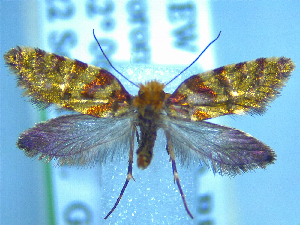  (Sabatinca aurantissima - NZAC04283371)  @11 [ ] No Rights Reserved (2025) Unspecified Landcare Research, New Zealand Arthropod Collection