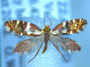  (Sabatinca bimacula - NZAC04283372)  @11 [ ] No Rights Reserved (2025) Unspecified Landcare Research, New Zealand Arthropod Collection