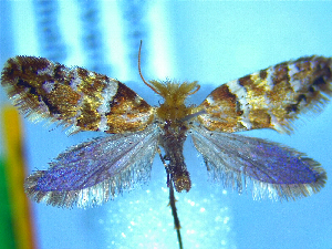  (Sabatinca weheka - NZAC04283374)  @11 [ ] No Rights Reserved (2025) Unspecified Landcare Research, New Zealand Arthropod Collection