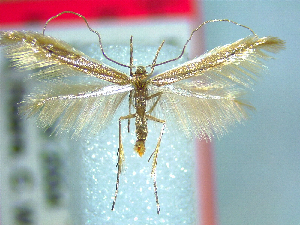 (Houdinia - NZAC04283375)  @11 [ ] No Rights Reserved (2025) Unspecified Landcare Research, New Zealand Arthropod Collection
