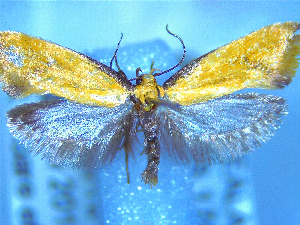  (Tingena actinias - NZAC04283377)  @11 [ ] No Rights Reserved (2025) Unspecified Landcare Research, New Zealand Arthropod Collection