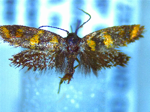  (Tingena chrysogramma - NZAC04283379)  @11 [ ] No Rights Reserved (2025) Unspecified Landcare Research, New Zealand Arthropod Collection