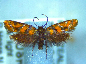  (Tingena - NZAC04283381)  @11 [ ] No Rights Reserved (2025) Unspecified Landcare Research, New Zealand Arthropod Collection