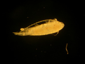  ( - NZPL259)  @12 [ ] Copyright (2010) Ian Hogg Department of Biological Sciences, University of Waikato