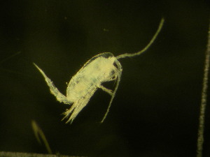  ( - NZPL194)  @11 [ ] Copyright (2010) Ian Hogg Department of Biological Sciences, University of Waikato