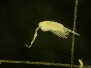  ( - NZPL196)  @11 [ ] Copyright (2010) Ian Hogg Department of Biological Sciences, University of Waikato