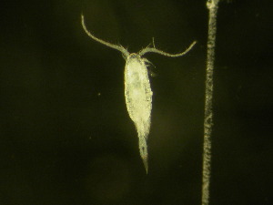  ( - NZPL197)  @11 [ ] Copyright (2010) Ian Hogg Department of Biological Sciences, University of Waikato