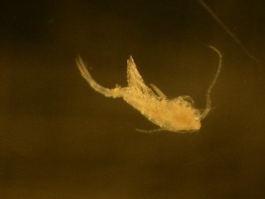  ( - NZPL214)  @13 [ ] Copyright (2010) Ian Hogg Department of Biological Sciences, University of Waikato