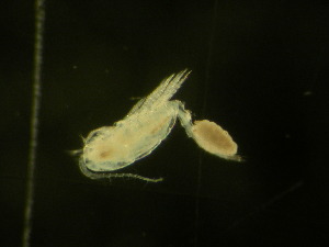  ( - NZPL216)  @12 [ ] Copyright (2010) Ian Hogg Department of Biological Sciences, University of Waikato