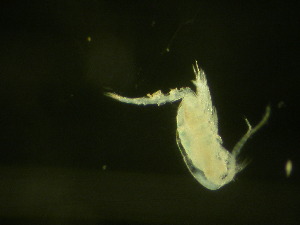  ( - NZPL217)  @11 [ ] Copyright (2010) Ian Hogg Department of Biological Sciences, University of Waikato