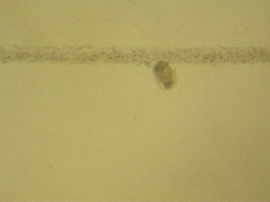  ( - NZPL337)  @11 [ ] Copyright (2010) Ian Hogg Department of Biological Sciences, University of Waikato