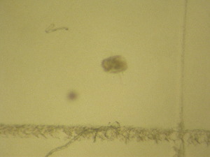  ( - NZPL339)  @11 [ ] Copyright (2010) Ian Hogg Department of Biological Sciences, University of Waikato