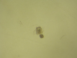  ( - NZPL379)  @11 [ ] Copyright (2010) Ian Hogg Department of Biological Sciences, University of Waikato