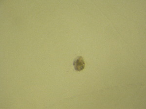  ( - NZPL386)  @11 [ ] Copyright (2010) Ian Hogg Department of Biological Sciences, University of Waikato