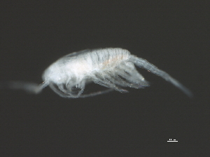  ( - NZPL101)  @11 [ ] CreativeCommons - Attribution (2010) CBG Photography Group Centre for Biodiversity Genomics