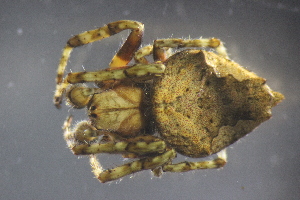  (Eriophora pustulosa - NZSPI300)  @15 [ ] Copyright (2014) University  of Waikato University of Waikato