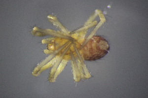  ( - NZSPI424)  @13 [ ] Copyright (2014) University  of Waikato University of Waikato