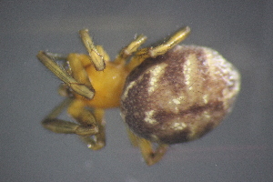  ( - NZSPI644)  @13 [ ] Copyright (2015) University  of Waikato University of Waikato