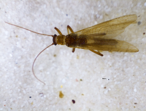  (Zelandoperla sp. furcillatus group - NZSTO179)  @12 [ ] Copyright (2014) University of Waikato University of Waikato