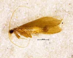  (Cryptobiosella tridens - NZCAD709)  @13 [ ] Copyright (2013) Ian Hogg University of Waikato