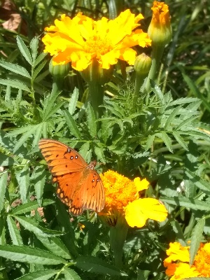  ( - N008L)  @11 [ ] CreativeCommons-Atribution Non-commercial Share-Alike (2024) L. Martinez Martinez Instituto Politecnico Nacional