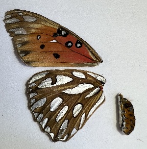  ( - N008L)  @11 [ ] CreativeCommons-Atribution Non-commercial Share-Alike (2024) Matthias Ros Instituto Politecnico Nacional