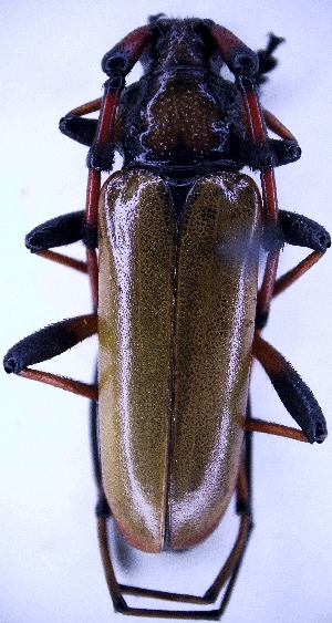  (Stenaspis - C007J)  @11 [ ] CreativeCommons-Atribution Non-commercial Share-Alike (2024) J. G. Mart&iacute;nez Hern&aacute;ndez Instituto Politecnico Nacional