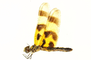  (Celithemis eponina - BIOUG02525-A04)  @14 [ ] CreativeCommons - Attribution (2013) CBG Photography Group Centre for Biodiversity Genomics