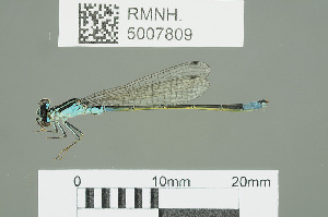  ( - RMNH.5007809)  @14 [ ] CreativeCommons - Attribution Non-Commercial Share-Alike (2013) Unspecified Naturalis Biodiversity Center