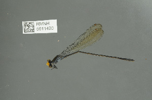 ( - RMNH.5011420)  @11 [ ] CreativeCommons - Attribution Non-Commercial Share-Alike (2016) Unspecified Naturalis, Biodiversity Centre