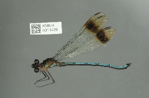  (Diphlebia hybridoides - RMNH.5011439)  @14 [ ] CreativeCommons - Attribution Non-Commercial Share-Alike (2016) Unspecified Naturalis, Biodiversity Centre