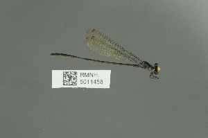 ( - RMNH.5011458)  @13 [ ] CreativeCommons - Attribution Non-Commercial Share-Alike (2016) Unspecified Naturalis, Biodiversity Centre