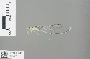  (Pseudagrion decorum - RMNH.INS.500481)  @13 [ ] CreativeCommons - Attribution Non-Commercial Share-Alike (2013) Unspecified Naturalis Biodiversity Center