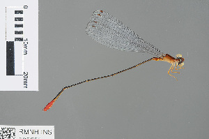  (Teinobasis rufithorax - RMNH.INS.500550)  @14 [ ] CreativeCommons - Attribution Non-Commercial Share-Alike (2013) Unspecified Naturalis Biodiversity Center