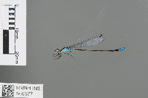  (Xiphiagrion truncatum - RMNH.INS.500677)  @13 [ ] CreativeCommons - Attribution Non-Commercial Share-Alike (2013) Unspecified Naturalis Biodiversity Center