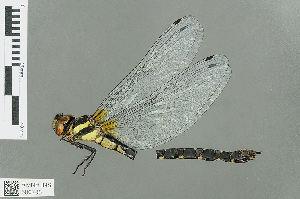  (Aeschnophlebia - RMNH.INS.500705)  @12 [ ] CreativeCommons - Attribution Non-Commercial Share-Alike (2013) Unspecified Naturalis Biodiversity Center