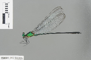  (Vestalis amoena - RMNH.INS.500995)  @14 [ ] CreativeCommons - Attribution Non-Commercial Share-Alike (2013) Unspecified Naturalis Biodiversity Center