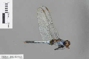  (Orthetrum glaucum - RMNH.INS.501135)  @14 [ ] CreativeCommons - Attribution Non-Commercial Share-Alike (2013) Unspecified Naturalis Biodiversity Center