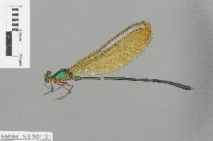  (Vestalis gracilis - RMNH.INS.501151)  @14 [ ] CreativeCommons - Attribution Non-Commercial Share-Alike (2013) Unspecified Naturalis Biodiversity Center