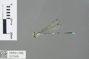  (Pseudagrion williamsoni - RMNH.INS.501365)  @13 [ ] CreativeCommons - Attribution Non-Commercial Share-Alike (2013) Unspecified Naturalis Biodiversity Center