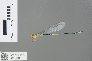  (Pseudagrion rubriceps - RMNH.INS.501366)  @14 [ ] CreativeCommons - Attribution Non-Commercial Share-Alike (2013) Unspecified Naturalis Biodiversity Center